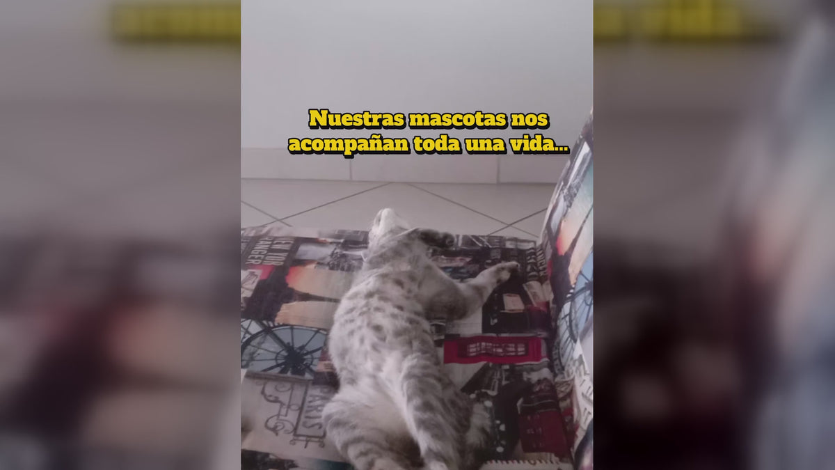 Cargar video: 